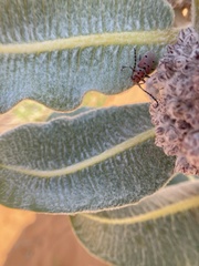 Tetraopes annulatus