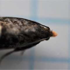 Notocelia cynosbatella