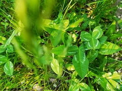 Trifolium ambiguum