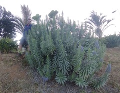 Echium webbii
