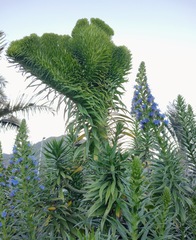 Echium webbii