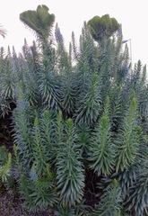 Echium webbii