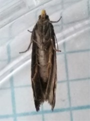 Notocelia cynosbatella