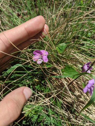 Viola jooi (Viola jooi)