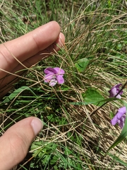 Joo's violet (Viola jooi)
