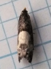 Notocelia cynosbatella