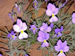 Viola palmensis