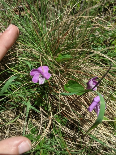 Image of Viola jooi by (c) Alexandr Stanislavschi, some rights reserved (CC BY)