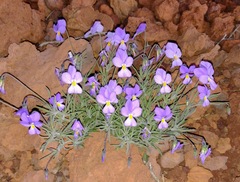 Viola palmensis