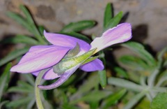 Viola palmensis