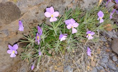 Viola palmensis