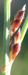 Ficinia secunda