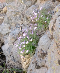 Viola palmensis