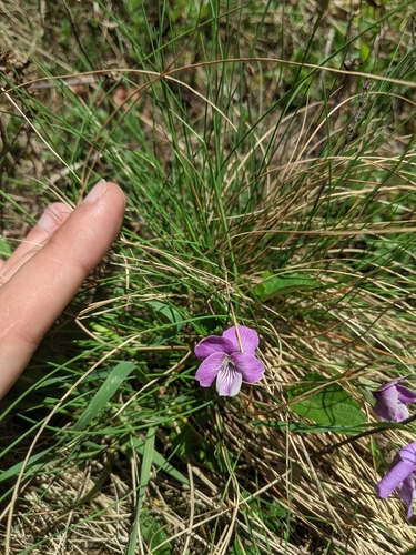 Image of Viola jooi by (c) Alexandr Stanislavschi, some rights reserved (CC BY)