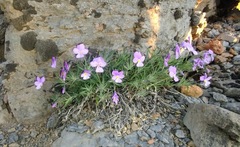 Viola palmensis