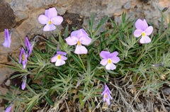 Viola palmensis