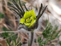 Pulsatilla albana