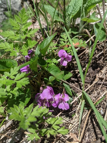 Image of Viola jooi by (c) Alexandr Stanislavschi, some rights reserved (CC BY)