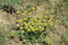 Zosima absinthifolia