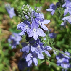 Veronica orsiniana