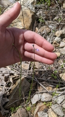 Nuttallanthus canadensis