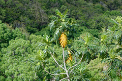 Artocarpus altilis
