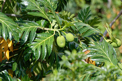 Artocarpus altilis