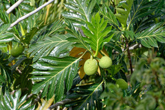 Artocarpus altilis