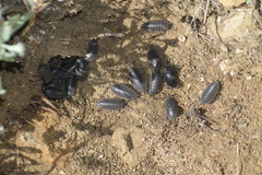 Protracheoniscus major