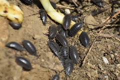 Protracheoniscus major