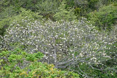Ceiba pentandra