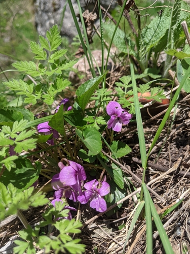 Image of Viola jooi by (c) Alexandr Stanislavschi, some rights reserved (CC BY)