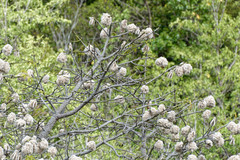 Ceiba pentandra