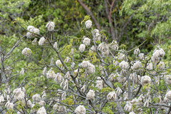 Ceiba pentandra