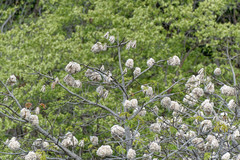 Ceiba pentandra