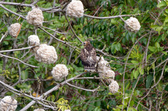 Buteo platypterus