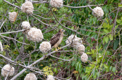Buteo platypterus