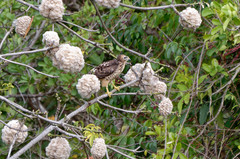 Buteo platypterus