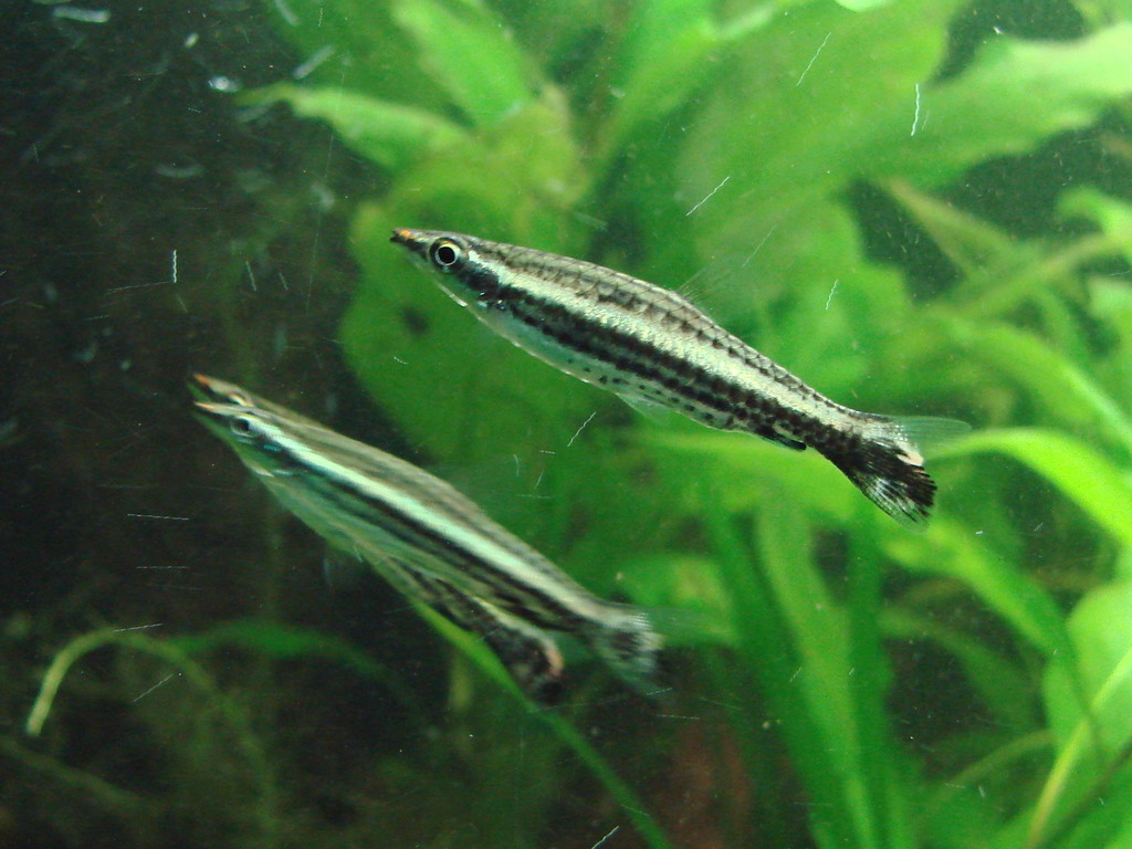 One-Lined Pencilfish