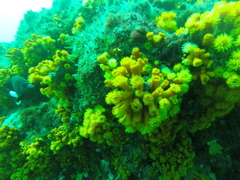 Atlantia caboverdiana