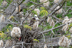 Buteo platypterus