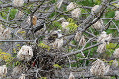 Buteo platypterus