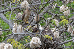 Buteo platypterus