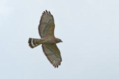 Buteo platypterus