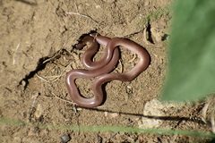 Xerotyphlops vermicularis