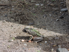 Agalychnis dacnicolor