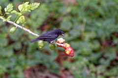 Loxigilla noctis