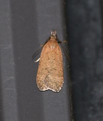 Dichomeris ventrellus