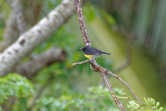 Coereba flaveola
