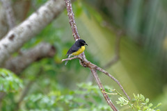 Coereba flaveola